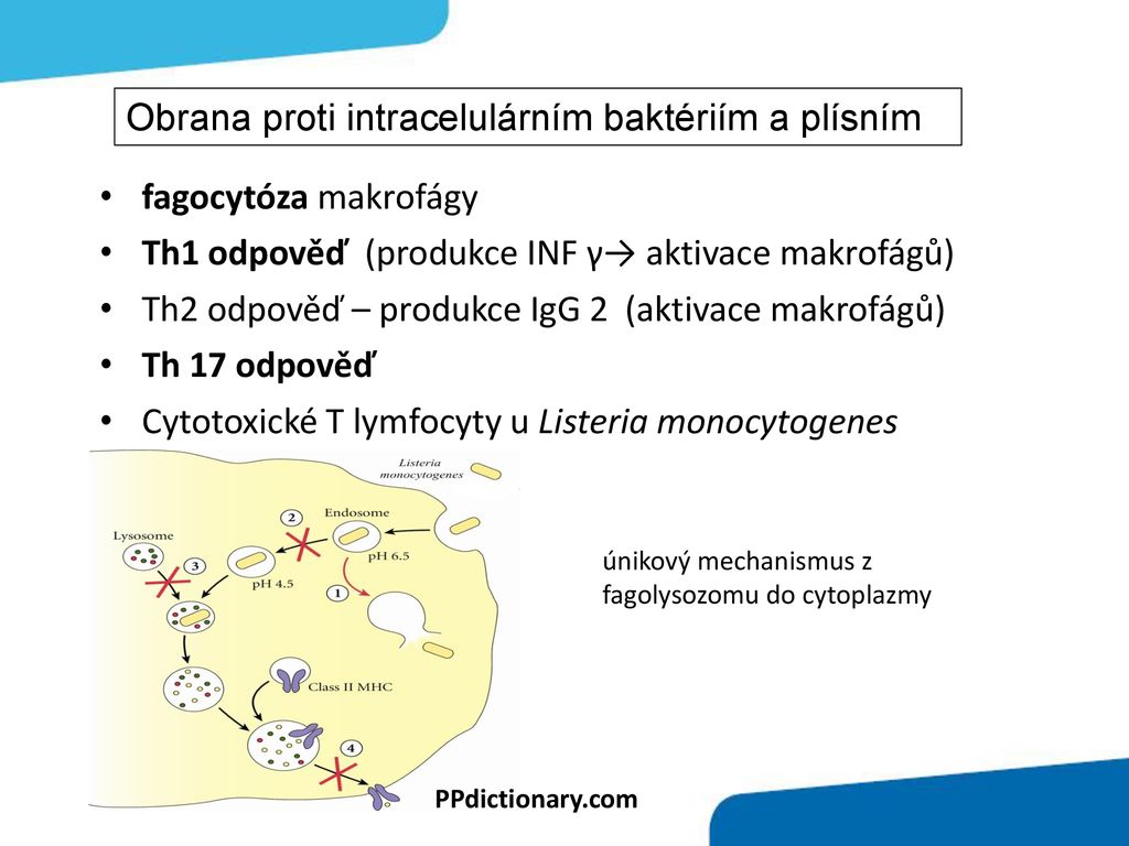 Protiinfek N Imunita Slizni N Imunita Ppt St Hnout